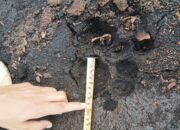 Menegangkan, Zulfikar Bertemu Harimau Sumatera Jarak 4 Meter di Kebun Sawit 