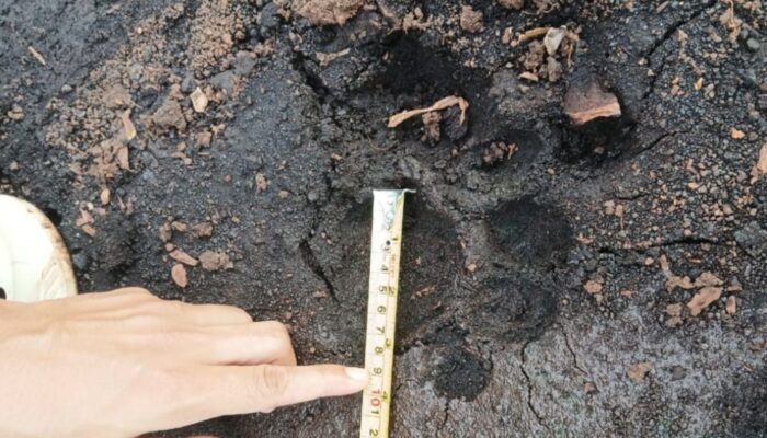 Menegangkan, Zulfikar Bertemu Harimau Sumatera Jarak 4 Meter di Kebun Sawit 