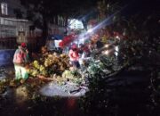 Pohon Mahoni Setinggi 15 Meter Tumbang, Ganggu Lalu Lintas