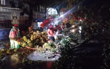 Pohon Mahoni Setinggi 15 Meter Tumbang, Ganggu Lalu Lintas