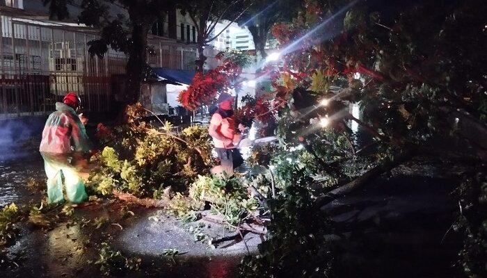 Pohon Mahoni Setinggi 15 Meter Tumbang, Ganggu Lalu Lintas