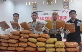 Gudang Ganja 43 Kg Ditemukan di Batang Anai, Satu Tersangka Ditangkap