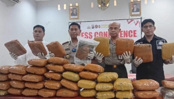 Gudang Ganja 43 Kg Ditemukan di Batang Anai, Satu Tersangka Ditangkap