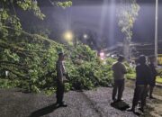Pohon Besar Tumbang Akibat Hujan Deras, Akses Jalan Utama Sempat Lumpuh