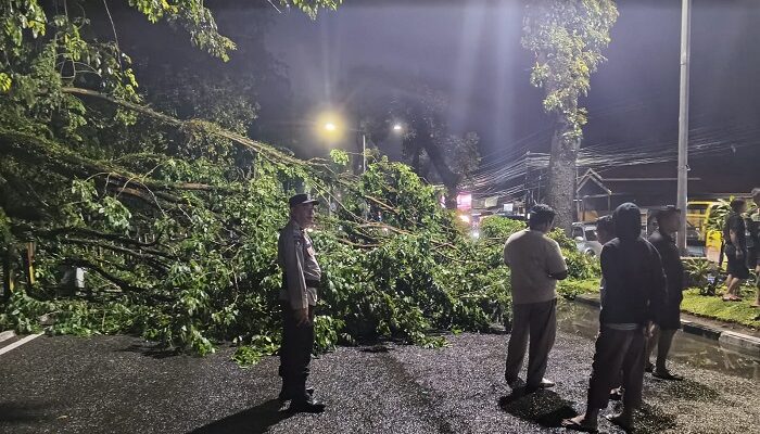 Pohon Besar Tumbang Akibat Hujan Deras, Akses Jalan Utama Sempat Lumpuh
