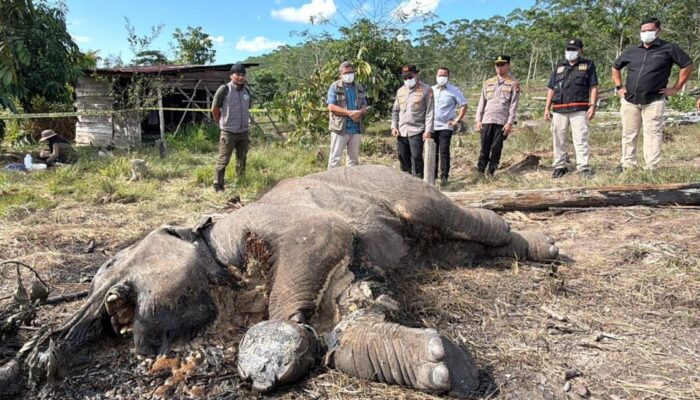 Anak Gajah Ditemukan Mati di Kawasan TNTN, Polda Turunkan Tim Lakukan Penyelidikan
